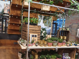 Shop shelving in Urban Outfitters, Cardiff. Show casing plants in plant pots. Using steel tube clamps and key clamp fittings